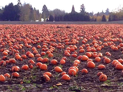 Autumn Seed Corvallis, Oregon Pumpkins in the field