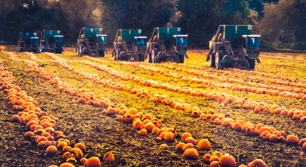 Combines harvesting pumpkins in the Willamette Valley, Oregon